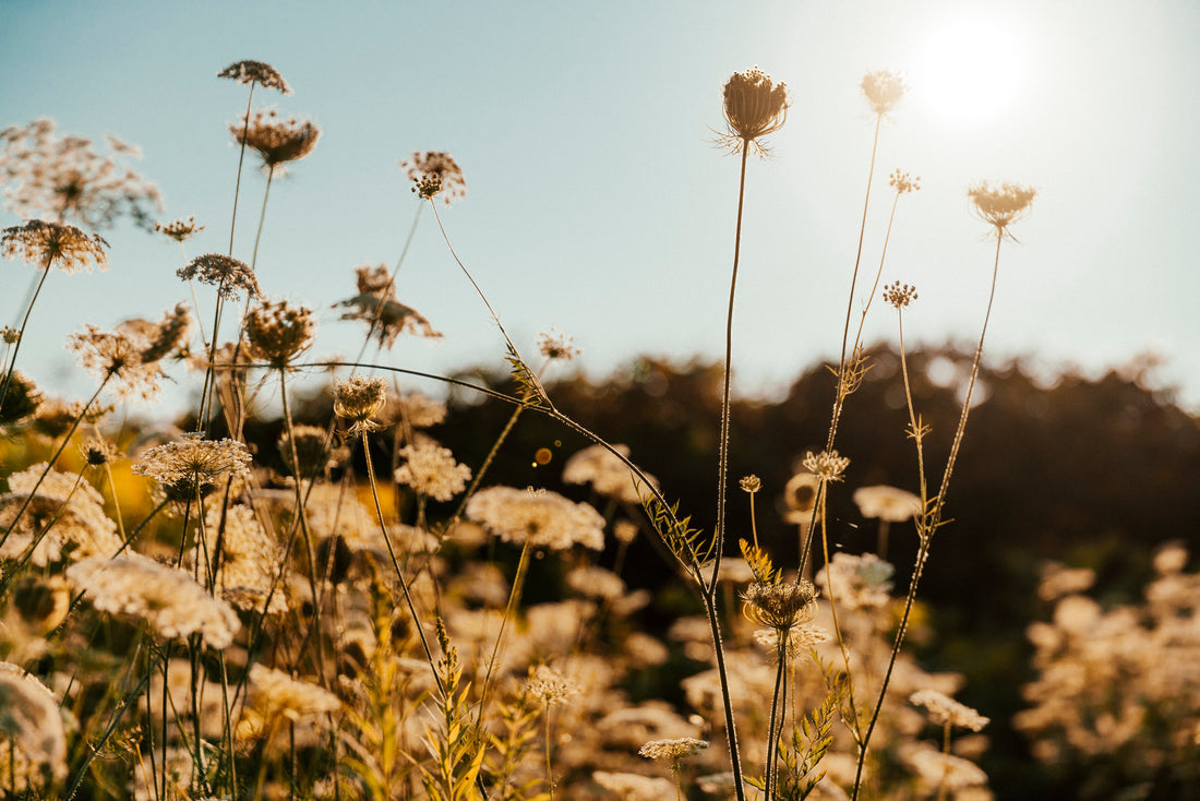 Why Organic Skincare Matters